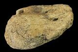 Hadrosaur Ungal (Claw) - Alberta (Disposition #-) #136304-5
